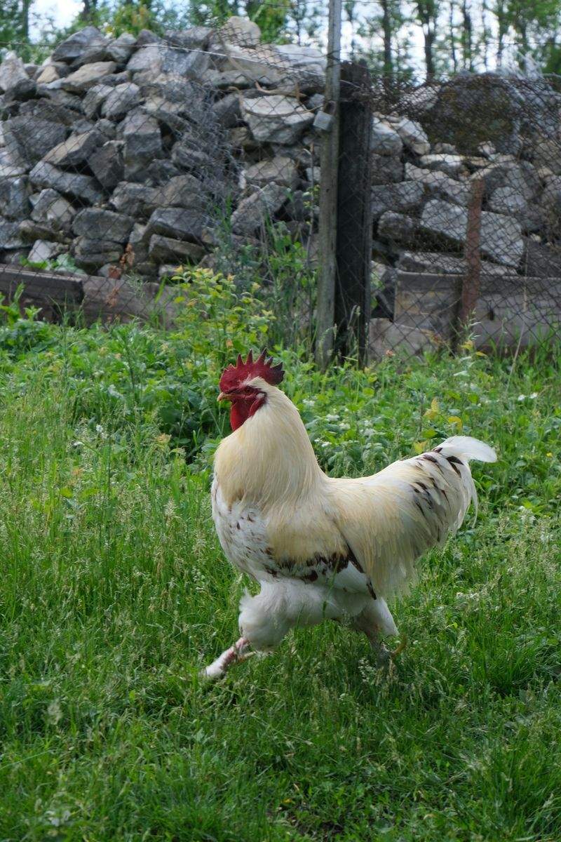 Coq & Tradition France