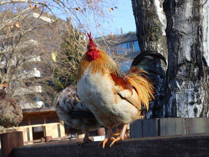 Les gestes essentiels pour prendre soin de son coq au quotidien
