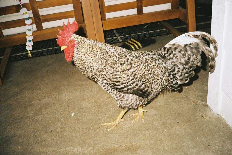 Renforcer la présence locale de Coq & Tradition France
