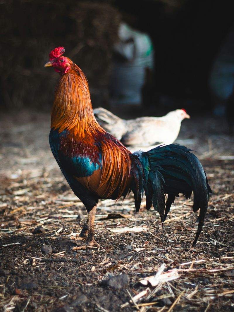 Coq & Tradition France 1