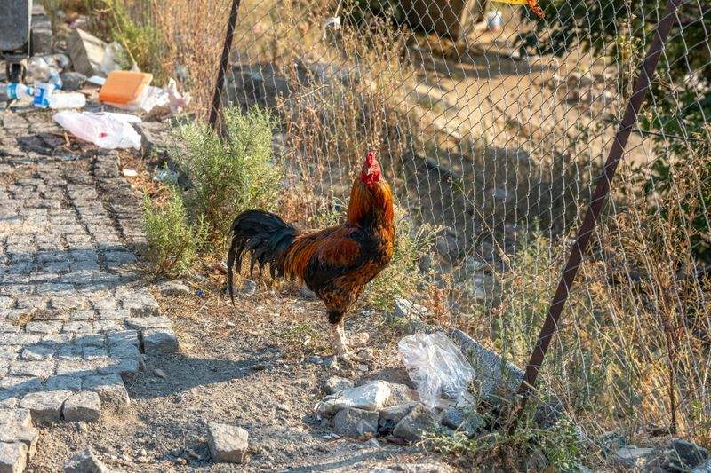 Coq & Tradition France 10