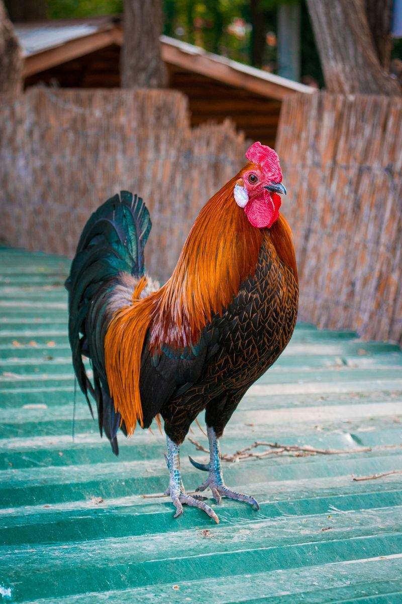 Coq & Tradition France 12