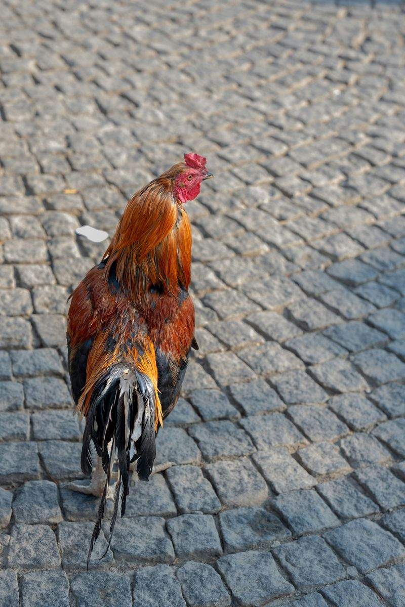 Coq & Tradition France 14