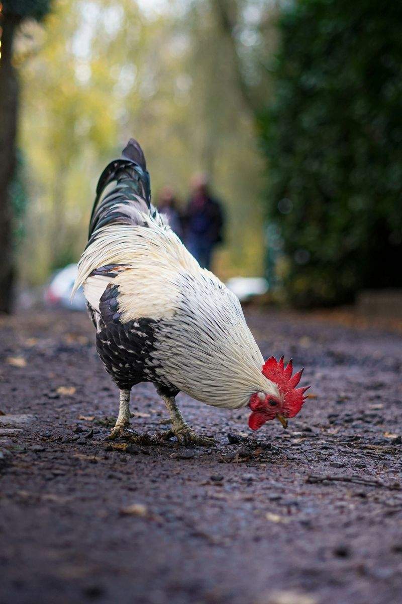 Coq & Tradition France 15