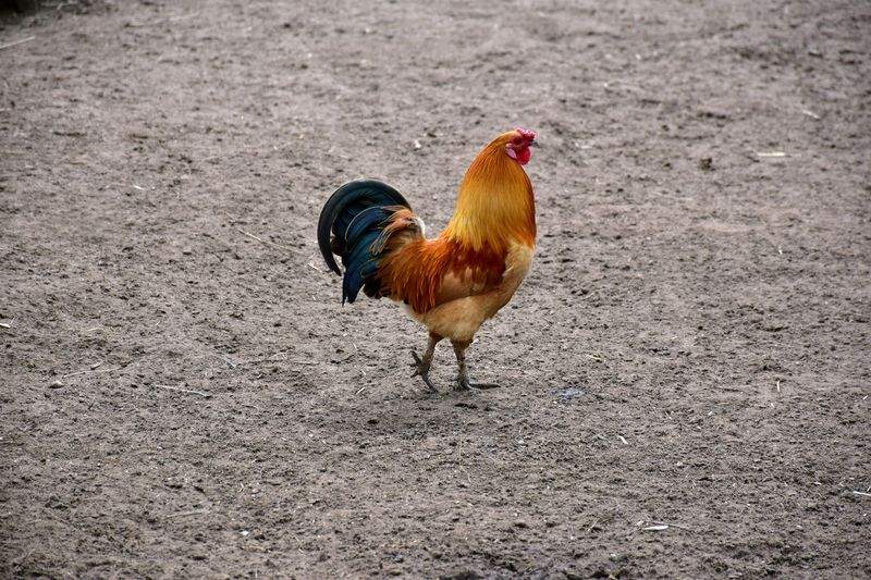 Coq & Tradition France 2