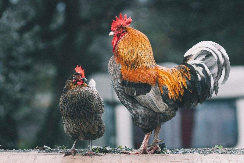 Coq & Tradition France 3