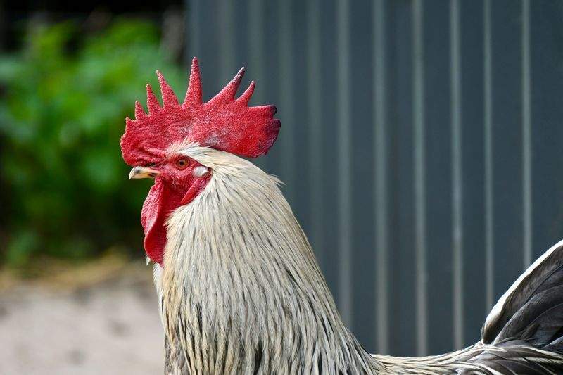 Coq & Tradition France 4