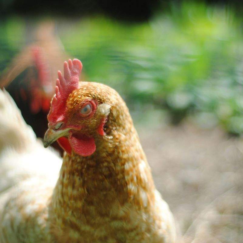 Coq & Tradition France 5