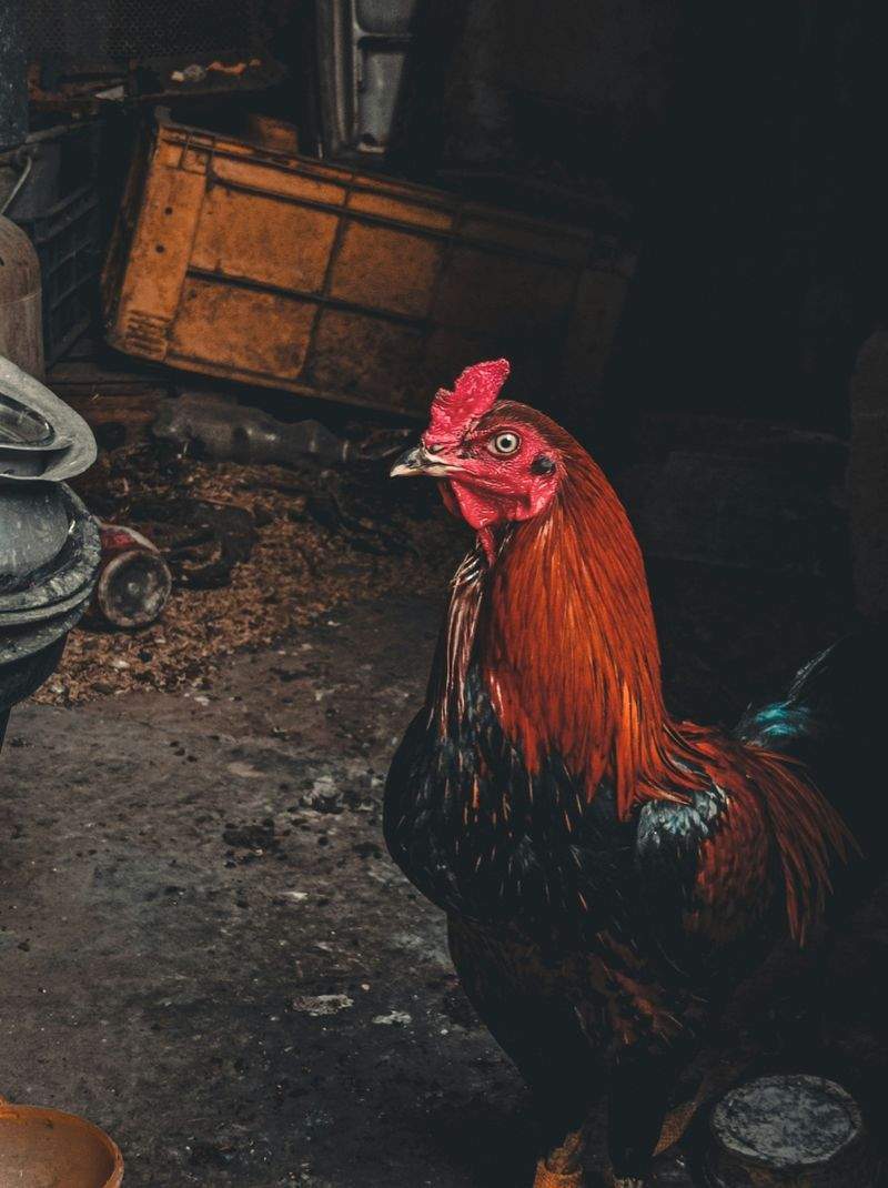 Coq & Tradition France 6