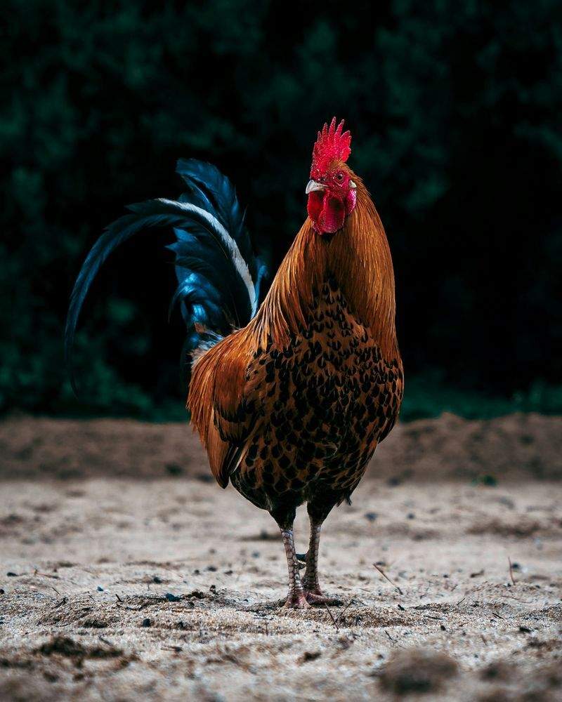 Coq & Tradition France 7