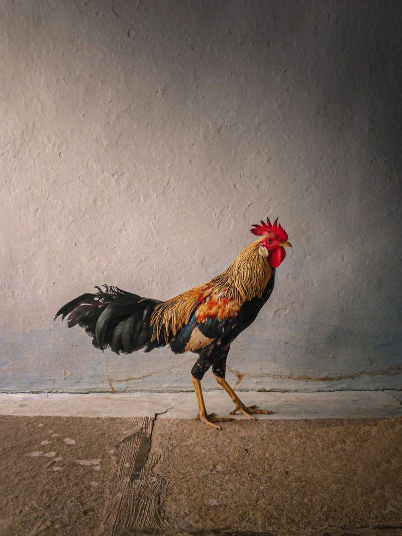 Coq & Tradition France 8