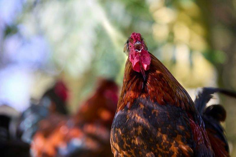 Coq & Tradition France 9