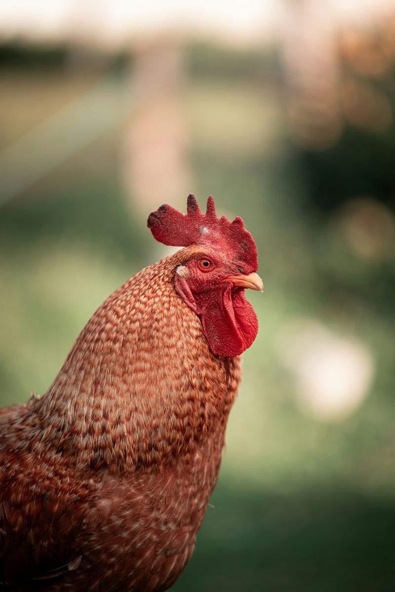 Coq & Tradition France